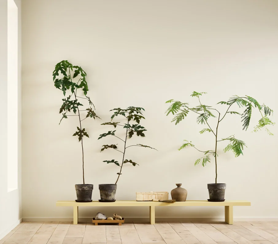 Không gian sáng với tường trắng ngà và ghế băng vàng dịu